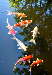 Colorful koi fish swimming in calm water with reflections of trees   