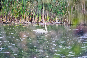 a swan swimming on the river against the background of tall reeds, Cybina Valley area