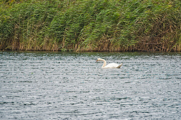 a swan swimming on the river against the background of tall reeds, Cybina Valley area