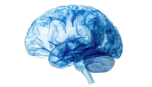 A translucent, blue, side-view illustration of the human brain