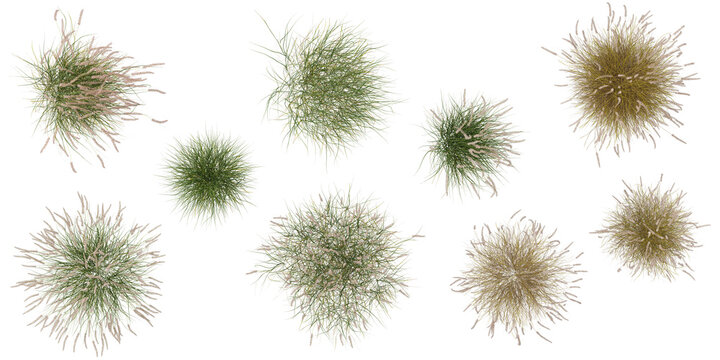 Panicum,Pennisetum Grass isolated on transparent  background from the top view