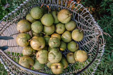 Top view of a wire basket filled with freshly picked green pears, captured outdoors in natural sunlight with surrounding green foliage.
