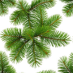 Lush green fir branches on a dark background, evergreen texture