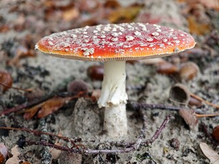 Fliegenpilz in Sandboden