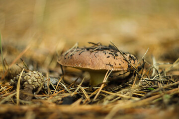 mushroom in the grass