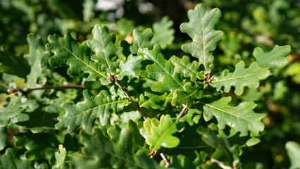 Green oak leaves in sunlight close-up