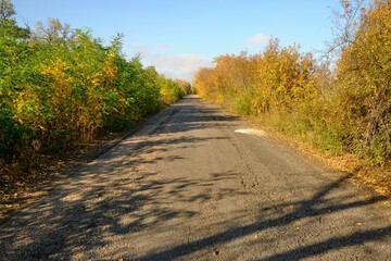 way in the forest between trees