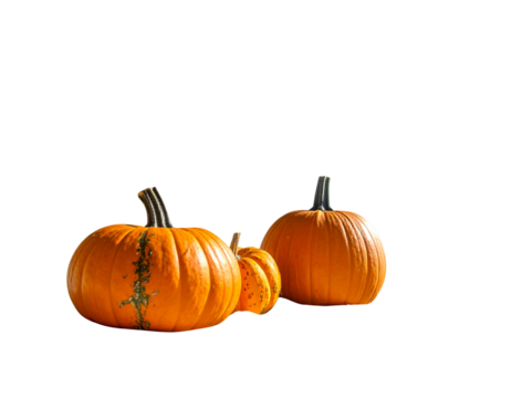 Pumpkin decoration on tropical beach under palm tree, autumn thanksgiving holiay spec