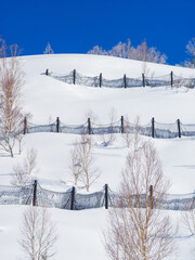 Avalanche protection fences are installed on a deep snow-covered mountainside (Shiga Kogen, Nagano, Japan)