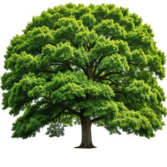 Lush, healthy tree with dense green foliage, isolated on black background