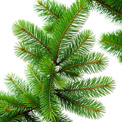 Close-up view of vibrant green evergreen tree branches
