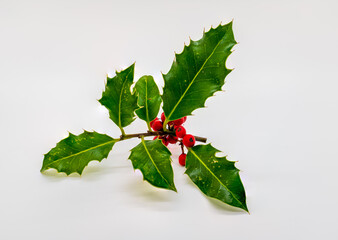 Sprig of Christmas Holly with the leaves and red berries, isolated on a white background, traditional festive decoration 