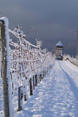 The vineyards are covered with snow against the backdrop of the dark sky and a medieval tower. Picturesque winter landscape.
