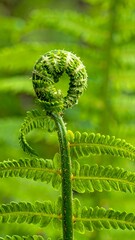 Close-up of a tightly coiled fern fiddlehead, vibrant green, emerging from a stem.  Surrounding foliage is soft-focus