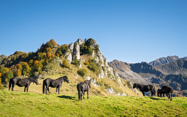 Naklejka premium Cheval de Mérens en estive dans les Pyrénées Ariégeoise
