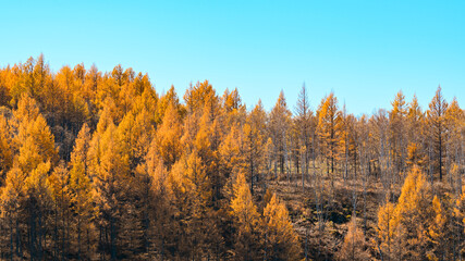 autumn forest in the morning