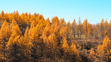 autumn forest in the morning