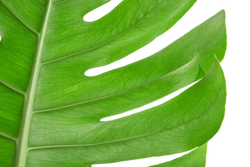 Close-up of vibrant green monstera leaf on white background with detailed texture. © elenavolf