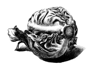 vegetable hand drawing engraving illustration isolated on white background	
