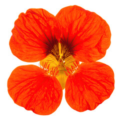 Close-up of a bright orange and yellow nasturtium flower, four petals in perfect symmetry