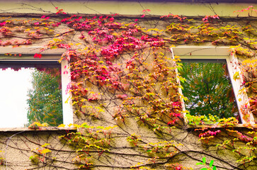 Part of house wall covered with autumn ivy with vibrant red and yellow leaves