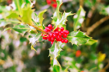 Vibrant red berries and glossy sharp green leaves of christmas holly bush