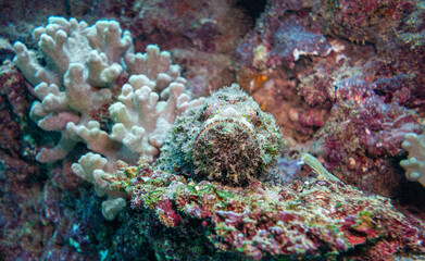 Scorpionfish on the coral on Ningaloo Coral Reef, Western Australia, Australia