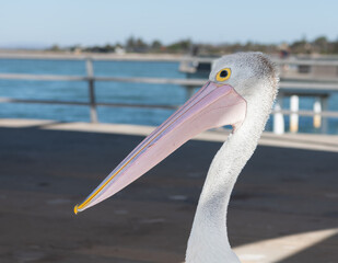 Pelican on Whyalla Jetty, South Australia, Australia
