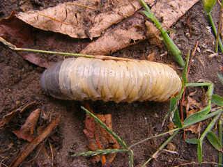 Large pale scarab beetle larva crawling among dry leaves and garden soil
