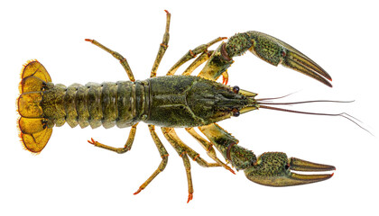 Overhead view of a freshwater crustacean with a dark carapace and large claws on black