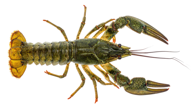 Overhead view of a freshwater crustacean with a dark carapace and large claws on black