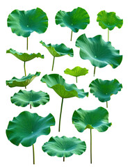 Green lotus pads of various sizes & angles, cut out on a black background