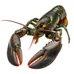 Close-up studio shot of a whole, raw lobster against a transparent background