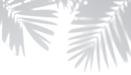 Realistic tropical leaf shadow overlay effect with summer sunlight, tranparent background.