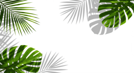 Realistic tropical leaf shadow overlay effect with summer sunlight, tranparent background.