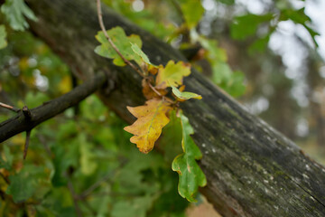 Green oak branch with yellow autumn leaves