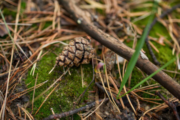 Pine cone with moss in natural forest environment