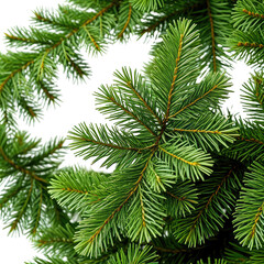 Close-up of vibrant green evergreen needles and branches