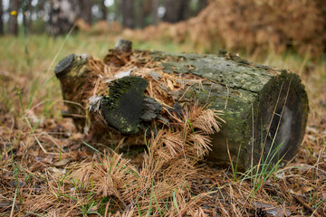 Fallen log covered with autumn needles in forest