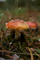Red toadstool mushroom in forest grass