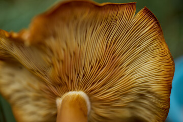 Underside of wild mushroom with gills
