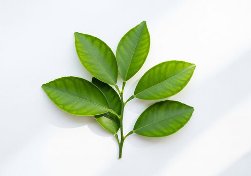 Green leaf cluster arranged fan‑like on white background, clean botanical composition for eco branding, herbal product visuals, wellness graphics and natural design