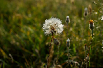 Dandelion puff in field under sunlight