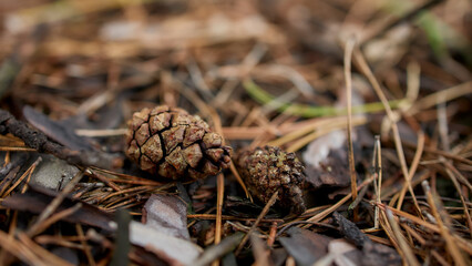 Small pine cone lying on dry forest ground