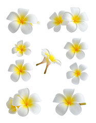 Isolated arrangement of white and yellow tropical flowers, a botanical collage
