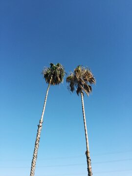 Two Palm Trees