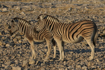 zebras on the savannah