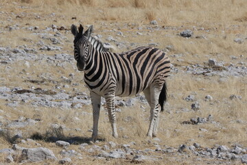 zebra in the savannah