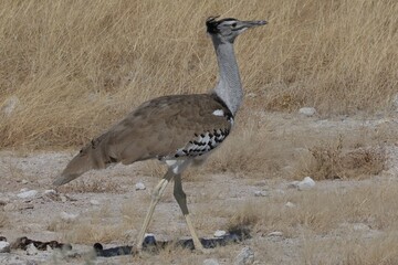 Kori bustard in the savannah