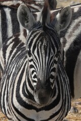 portrait of a zebra